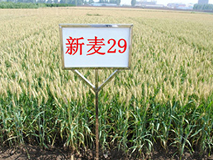 ����29-С���N��-��ʥ��