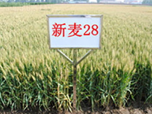 ����28-С���N��-��ʥ��