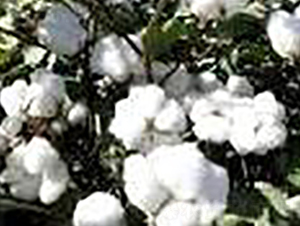 太空棉1788-棉花種子-睿優(yōu)農(nóng)業(yè)