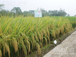 �V8��(y��u)�Aռ-ˮ���N��-�׺ͷN�I(y��)