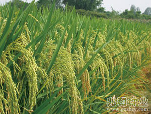 �V8��(y��u)673-ˮ���N��-�׺ͷN�I(y��)