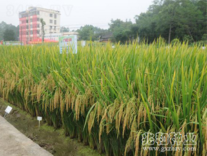 �V8��(y��u)188-ˮ���N��-�׺ͷN�I(y��)