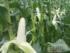 ��Ŵ528-Ŵ���׷N��-�׺ͷN�I(y��)