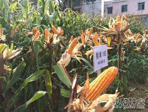桂單165-玉米種子-兆和種業(yè)