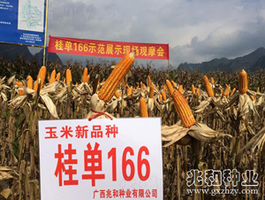 桂單166-玉米種子-兆和種業(yè)