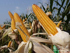 ����0810-���׷N��-�׺ͷN�I(y��)