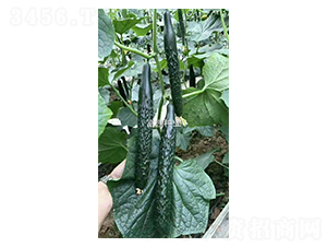 ����1̖(h��o)-�S�ϷN��-���@�N�I(y��)