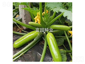 �G��-�����J�N��-���@�N�I(y��)