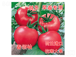春領(lǐng)袖-番茄種子-富園種業(yè)