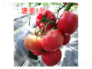 唐美1號(hào)-番茄種子-富園種業(yè)