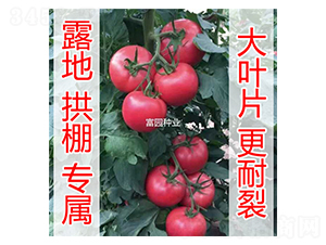亞馬遜-番茄種子-富園種業(yè)