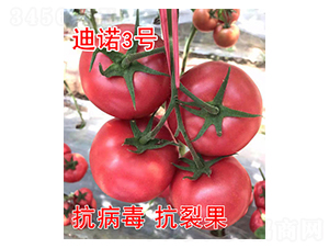 迪諾3號(hào)-番茄種子-富園種業(yè)