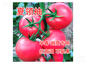 夏領袖-番茄種子-富園種業(yè)