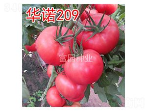 華諾209-番茄種子-富園種業(yè)