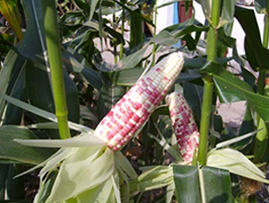 ���2̖(h��o)203-Ŵ���׷N��-�L(zh��ng)���N��