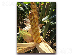 長江九號-玉米種子-長江種子