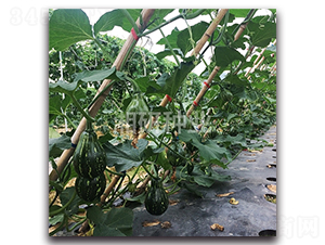 ��������-�ϹϷN��-���зN�I(y��)