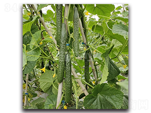 ����802-�S�ϷN��-���зN�I(y��)