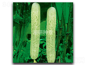 ��@һ̖(h��o)-�S�ϷN��-���зN�I(y��)