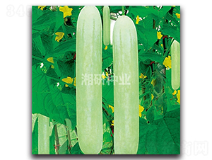 ��@ʮһ̖-�S�ϷN��-���зN�I(y��)