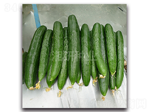 С���L(f��ng)ζ�S��-�S�ϷN��-���зN�I(y��)