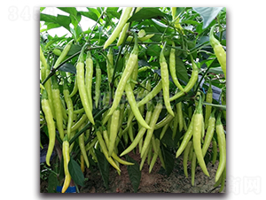 辣子王-朝天椒種子-湘研種業(yè)