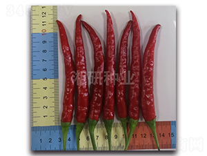 湘辣708-朝天椒種子-湘研種業(yè)