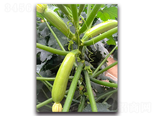 �ľGһ̖F1-�����J�N��-Ψ�r(n��ng)�N�I(y��)