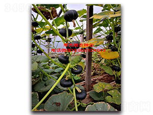 ��ؐؐһ̖(h��o)-�ϹϷN��-Ψ�r(n��ng)�N�I(y��)