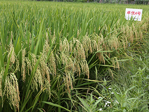 ׿��(y��u)4̖(h��o)-ˮ���N��-���N�I(y��)