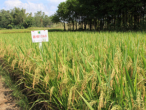 �ȃ�(y��u)1263-ˮ���N��-���N�I(y��)