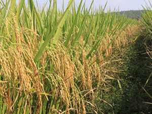 �f�ك�(y��u)6̖(h��o)-ˮ���N��-���N�I(y��)