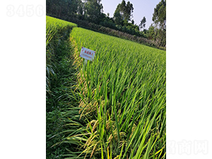 �V̩��(y��u)��ռ-ˮ���N��-���N�I(y��)