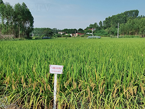 �V̩��(y��u)���z��-ˮ���N��-���N�I(y��)