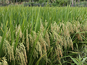 ׿��(y��u)492-ˮ���N��-���N�I(y��)