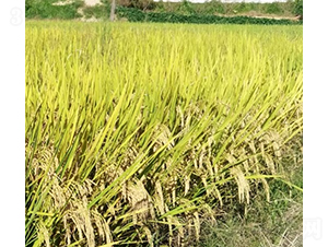 ��냞(y��u)���r(n��ng)ռ-ˮ���N��-���N�I(y��)