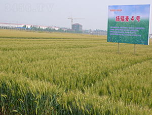 �P(y��ng)ݗ��4̖(h��o)-С���N��-�к̷N�I(y��)