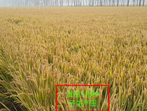 ����5̖-ˮ���N��-�к̷N�I(y��)