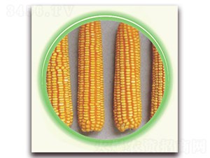 �K��10̖-���׷N��-�к̷N�I(y��)