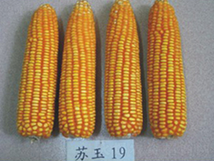 蘇玉19號-玉米種子-中禾種業(yè)