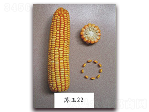 蘇玉22號-玉米種子-中禾種業(yè)
