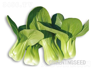 ʥ��-�๣�˷N��-����