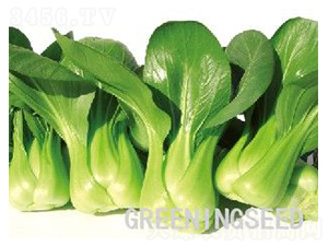 ����-�๣�˷N��-����