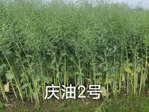 �c��2̖(h��o)-�Ͳ˷N��-��һ�N�I(y��)