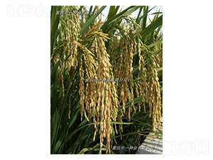 Q��(y��u)5̖-ˮ���N��-��һ�N�I(y��)