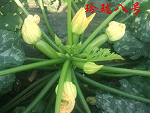 �ᭇ��̖-�����J�N��-�r(n��ng)���r(n��ng)�I(y��)