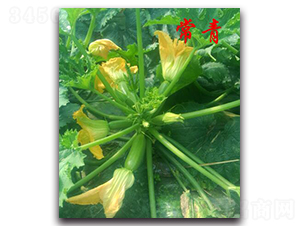 ����-�����J�N��-�r(n��ng)���r(n��ng)�I(y��)