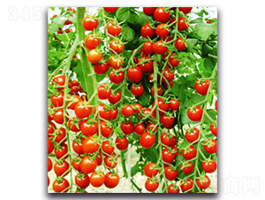 ����ʺ�2̖-���ѷN��-�r(n��ng)���r(n��ng)�I(y��)