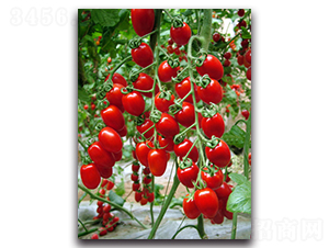 ����ʺ�1̖(h��o)-���ѷN��-�r(n��ng)���r(n��ng)�I(y��)