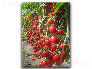 �����F��2̖-���ѷN��-�r(n��ng)���r(n��ng)�I(y��)